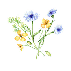 Yellow, blue meadow arrangement flowers watercolor illustration isolated on white. Celandine and cornflower in sketch. Medicinal plant, useful flower hand drawn. Design for label, package, postcard