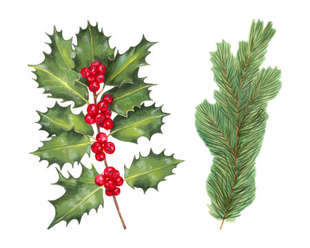Holly branch with berries and evergreen pine branch. Watercolor botanical illustration. Clipart for New Year and Christmas design.Hand drawn isolated art. Festival composition for winter holidays