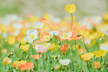 森林公園に咲く美しいポピー