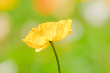 森林公園に咲く美しいポピー