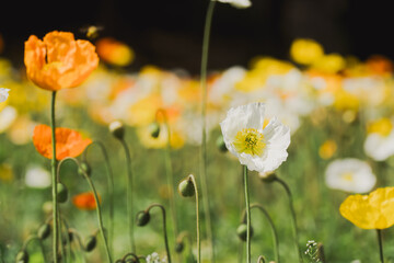 Obraz premium 森林公園に咲く美しいポピー