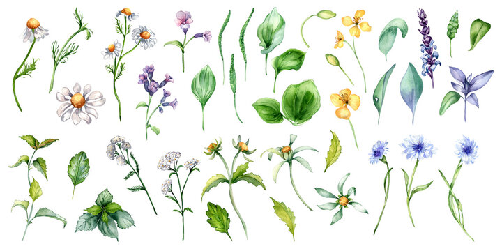Collection of different medicinal flowers in watercolor isolated on white. Herbal plants set in botanical sketch. Plantain, nettle, lungwort, celandine hand drawn. Design for label, package, card