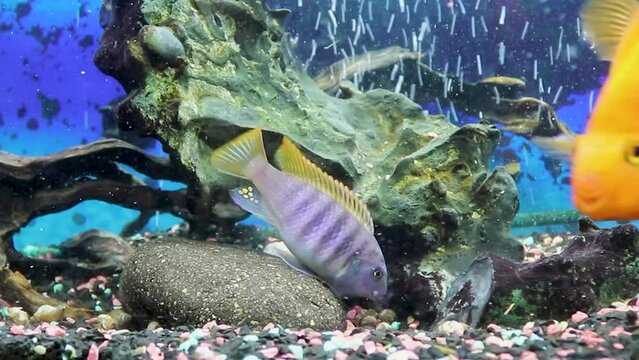 Cichlids in an aquarium at home. Home freshwater aquarium with floating colored fish. Citron-lemon cichlasoma, males and females Melanochromis auratus, Cyrtocara mura, Copadichromis cadango. 