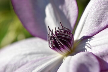 gros plant d'une fleure mauve