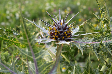 A beautiful thorn grows in a meadow in Israel