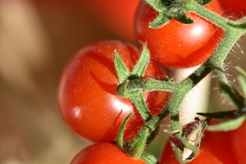 tomate cerise en macro