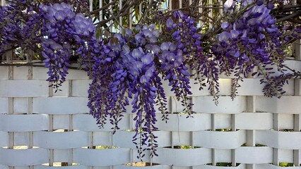 Spring flowers wisteria. Flowering tree blooming in Sicily
