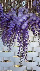 Spring flowers wisteria. Flowering tree blooming in Sicily