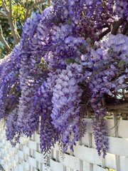 Spring flowers wisteria. Flowering tree blooming in Sicily