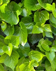 Hedera helix texture. Natural green background. Common ivy covering wall in the garden