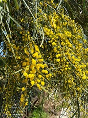 Blossoming mimosa tree, Acacia retinodes, Italy spring time