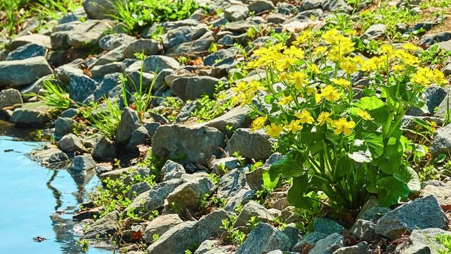 Caltha palustris, known as marsh-marigold and kingcup, is small to medium size perennial herbaceous plant of buttercup family, native to marshes, fens, ditches and wet woodland.