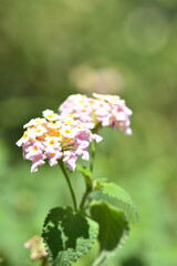 petite fleure rose et jaune