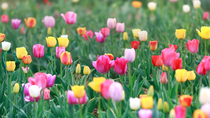 Fototapeta premium Farbenfrohes Feld mit blühenden Tulpen in Rot, Gelb und Rosa