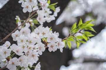 桜