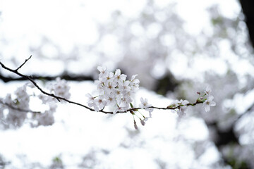 桜