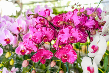 Pink, purple violet pattern phalaenopsis orchids on a flower market counter