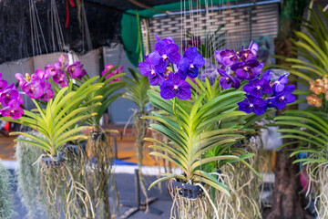 Beautiful vanda orchidee kaufen orchids with beautiful flowers and green leaves. Many different colors on display in a garden center