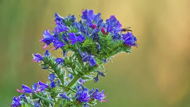 Echium vulgare — known as viper's bugloss and blueweed — is a species of flowering plant in the borage family Boraginaceae. It is native to most of Europe, and western and central Asia.