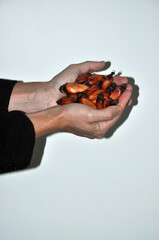 mãos segurando pinhões fruto de araucárias no brasil 