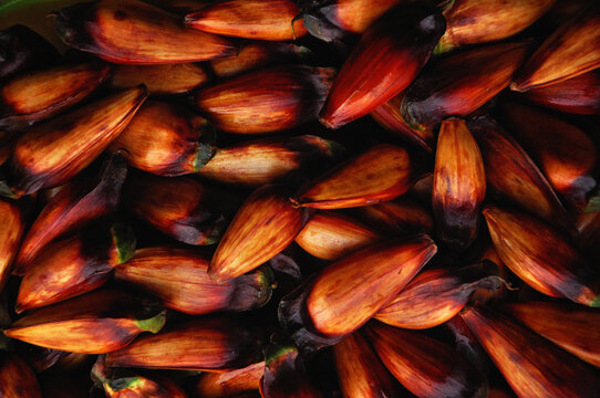  pinh&atilde;o vem de uma &aacute;rvore t&iacute;pica do Sul do pa&iacute;s. A pinha &eacute;, na realidade, o verdadeiro fruto da arauc&aacute;ria, onde o pinh&atilde;o se forma