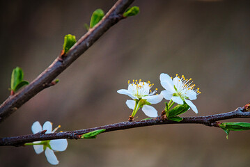 梅の花に似ている果樹のプラムの花が咲く、春の風景