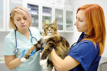 Two professional veterinarians examining Maine Coon cat at veterinary clinic. Pet examination and vaccination in veterinary office. Team of doctors checks cat for breed compliance