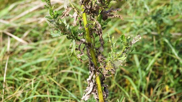 Sonchus asper, prickly sow-thistle, rough milk thistle, spiny sowthistle, sharp-fringed sow thistle, or spiny-leaved sow thistle, is widespread plant in dandelion tribe within daisy family.