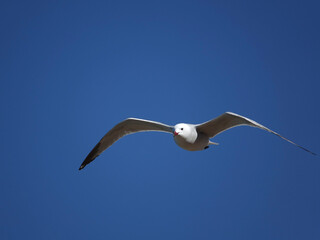 Audouins gull (Ichtyaetus audouinii)