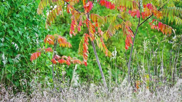Rhus typhina, staghorn sumac, is species of flowering plant in family Anacardiaceae, native to eastern North America. It is primarily found in southeastern Canada, northeastern United States.