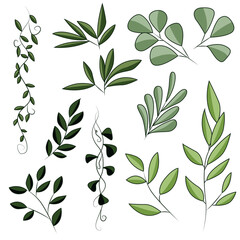 Set of green leaves on branches. Spring and summer plants hand drawn in vector. Eco-friendly plant icons.