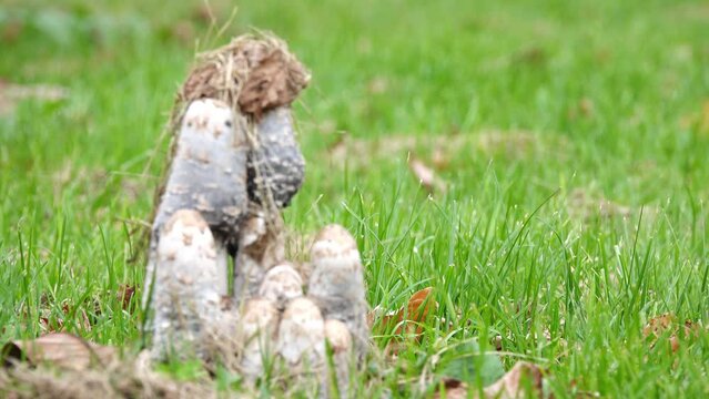 Coprinus comatus, shaggy ink cap, lawyer's wig, or shaggy mane, is a common fungus often seen growing on lawns, along gravel roads and waste areas. Young fruit bodies first appear as white cylinders.