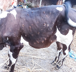 Lumpy skin disease virus in Bangladesh. Found and spread in cattle and buffaloes. Infected animals...