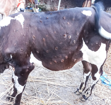 Lumpy skin disease virus in Bangladesh. Found and spread in cattle and buffaloes. Infected animals develop a fever. enlarged lymph nodes a large blister on the skin.
