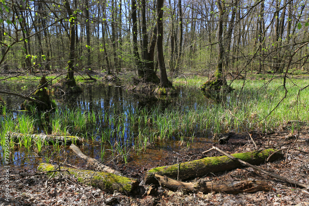 Wall mural swamp in spring forest