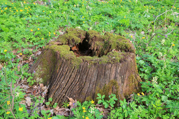 old dry wooden stump with moss