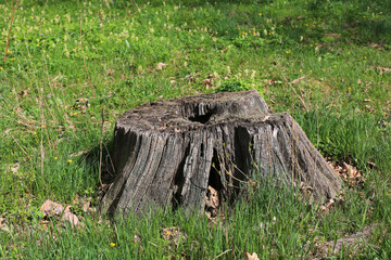 wooden stump on meadow - 779755015