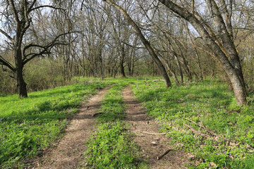 Landscape with ground road in spring forest - 779755019