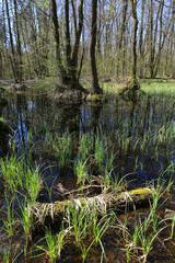 bog in spring forest - 779755020