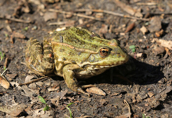 frog on soil