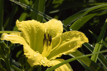 Yellow Lily in sunlight