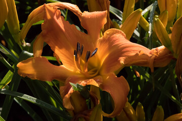 Orange Lily in a garden