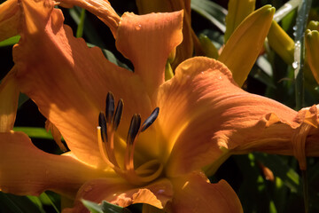 Orange Lily in the sunshine