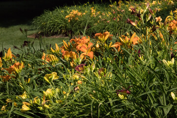 Orange Lily in the sunshine