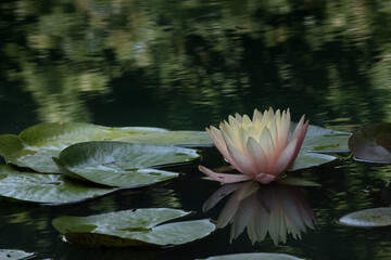 White and Pink Water Lily