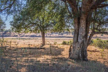 African Buffalo (Syncerus caffer) crossing a  dry dusty hill surrounded by beautiful green bushes...