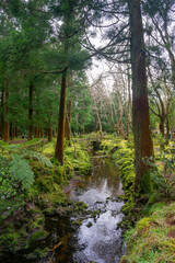 Obraz premium Serene stream meandering through lush vegetation on Terceira Island, Azores.