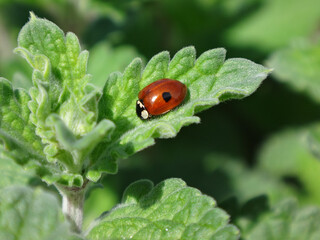 Two-spot ladybird beetle (Adalia bipunctata) resting on a catmint leaf