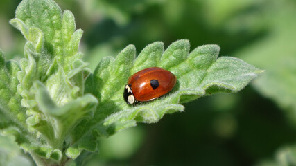 Two-spot ladybird beetle (Adalia bipunctata) resting on a catmint leaf © Distracted_by_Bugs