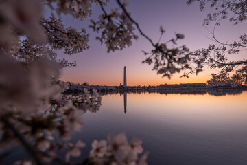 sunrise over the tidal basin during the cherry blossom season